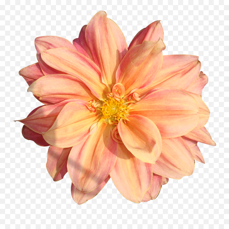 Real Flower Png - Flowers Flowers For Niche Memes Emoji,Real Flower Png