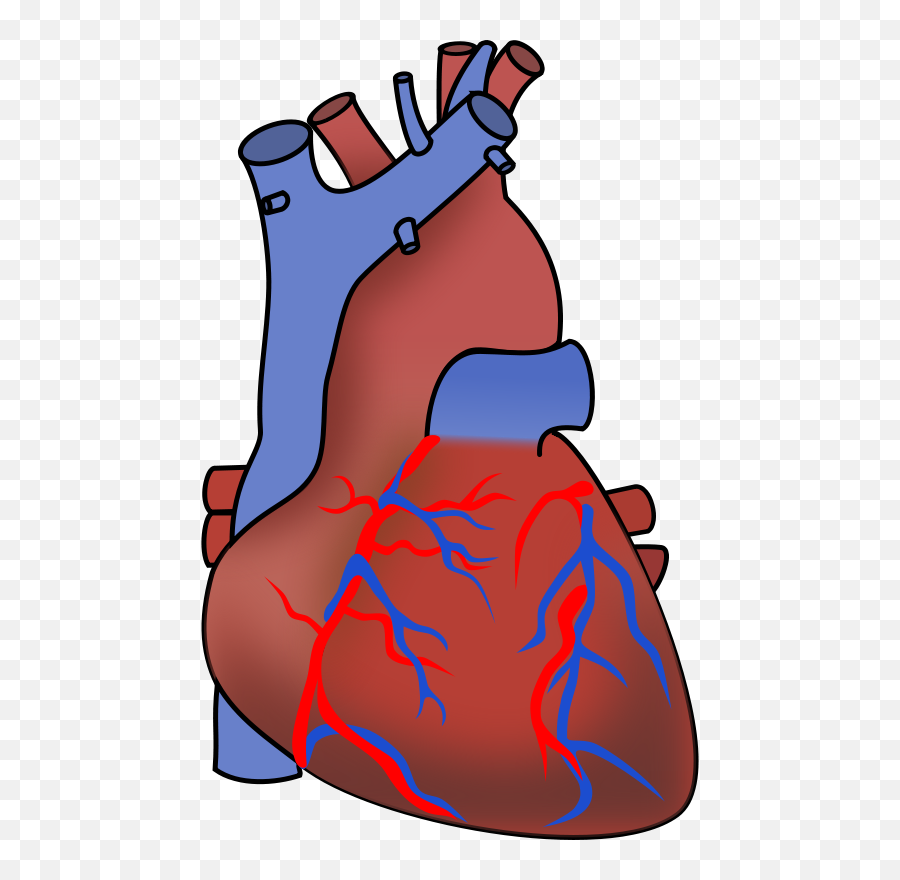 Human Heart Clipart - Clipart Anatomical Heart Transparent Background Emoji,Human Heart Clipart