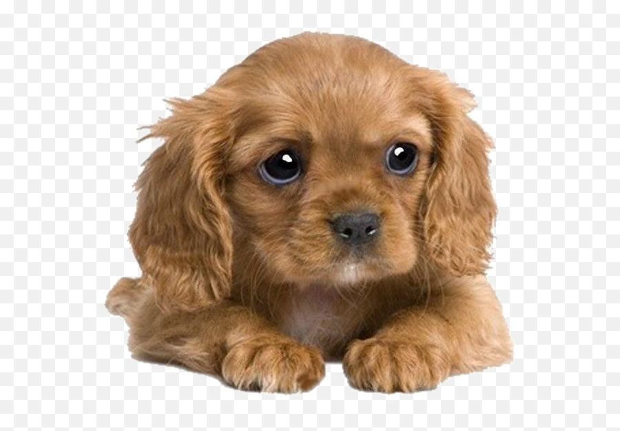 Puppies Png Transparent Image - Cute Pet Png Emoji,Puppy Png