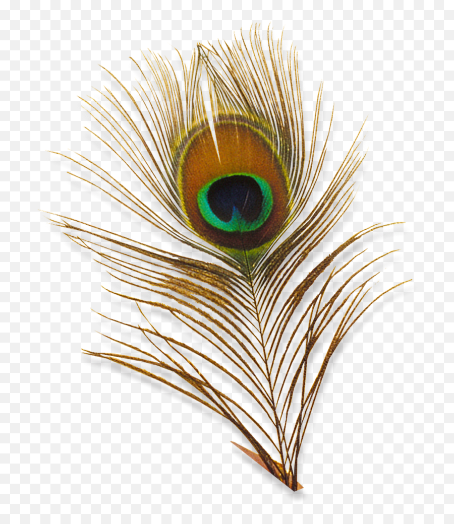 Peacock Feather Png Hd Png All - Peacock Feather Psd File Emoji,Feather Png