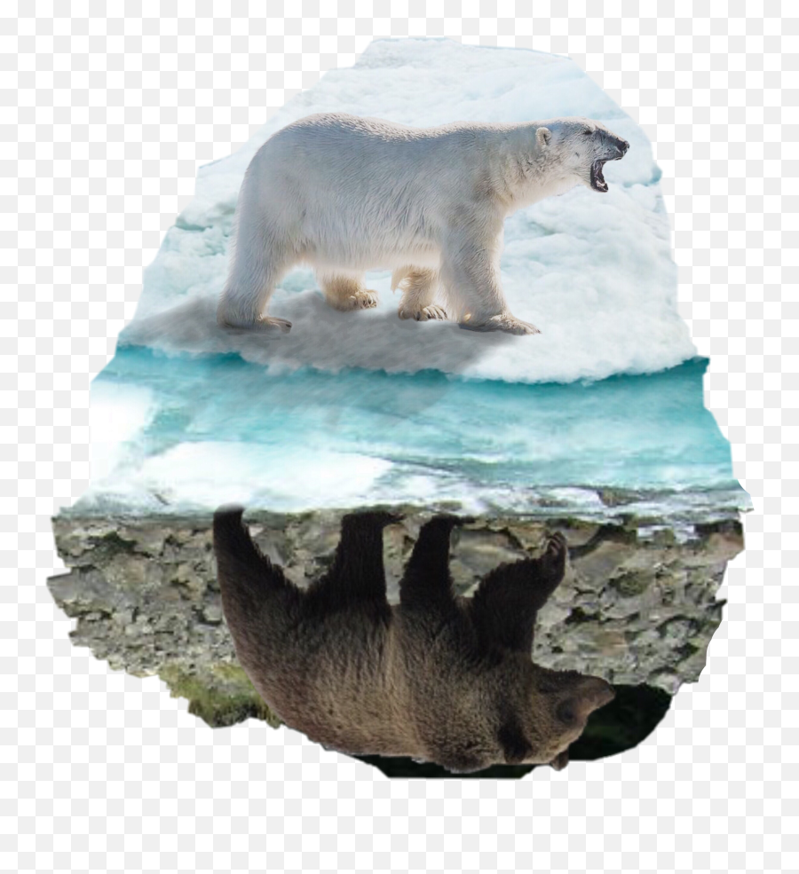Icebear Grizzly Arctic Sticker By Daniel Emoji,Polar Bear On Ice Clipart