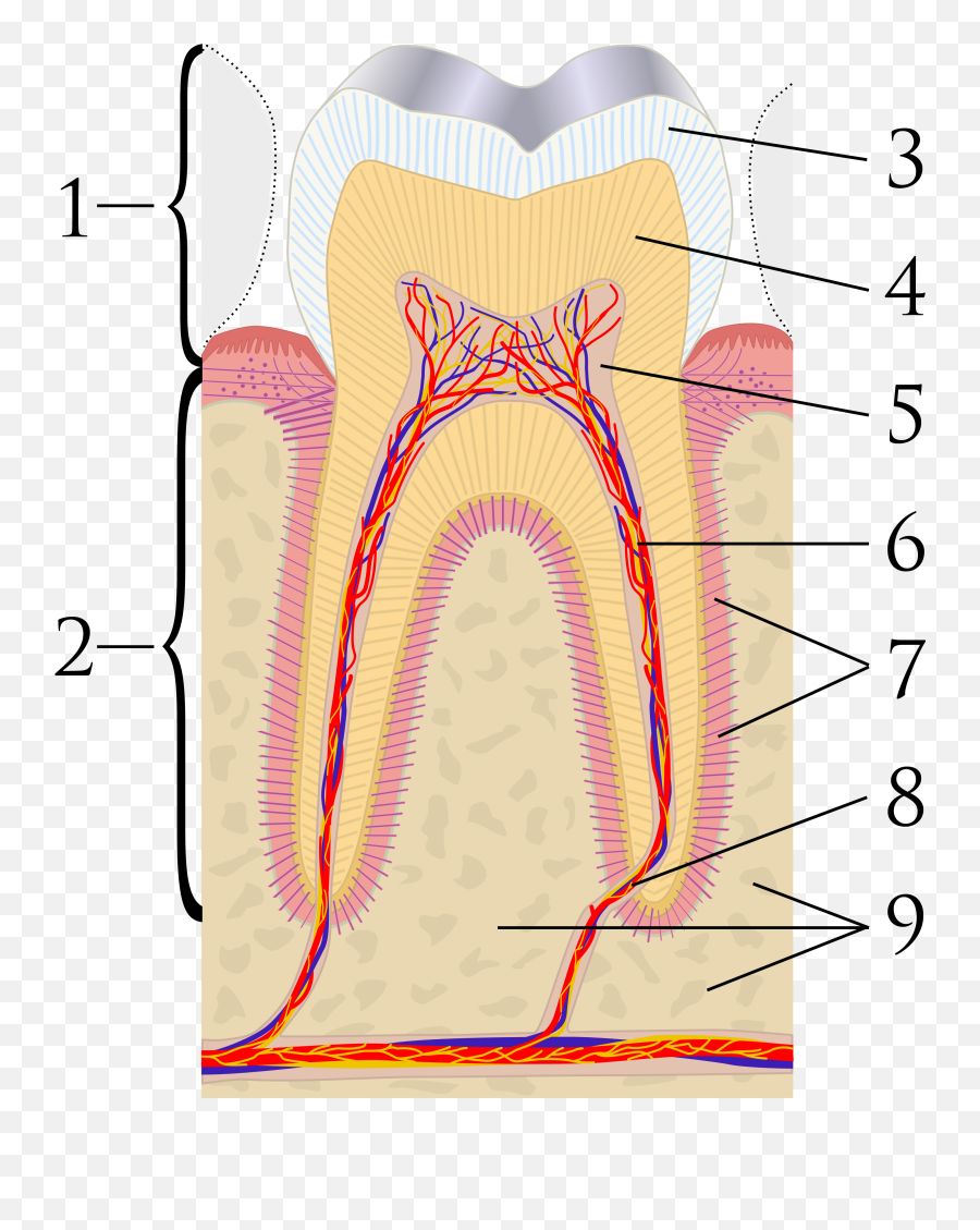 Download Cross Sections Of Teeth Labels - Tooth Structure No Emoji,Tooth Transparent Background