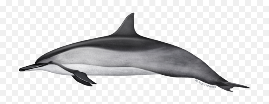 Spinner Dolphin - Atlantic Spinner Dolphin Emoji,Dolphin Png