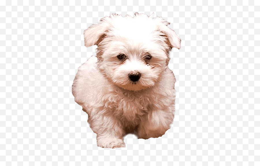 White Fluffy Dog Transparent Image Free Png Images - Transparent Background White Dog Png Emoji,Dog Transparent