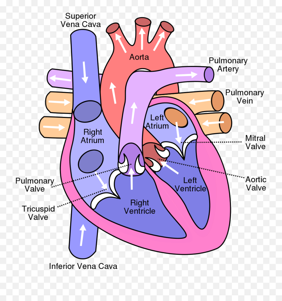 Library Of Human Heart Picture Freeuse - Bicuspid And Tricuspid Valves Located Emoji,Human Heart Clipart