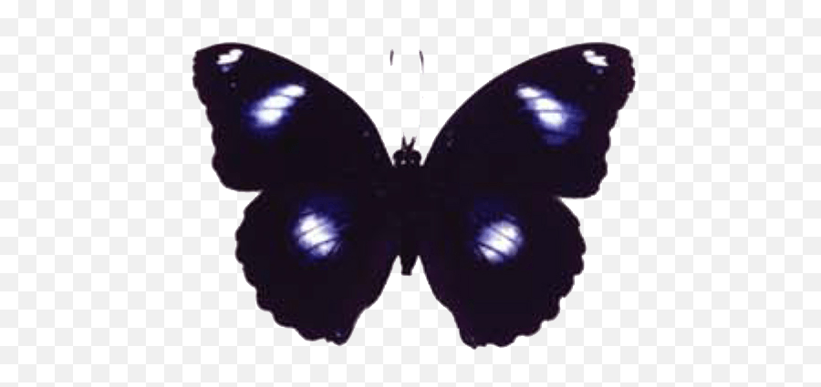 Bay - Swallowtail Butterfly Emoji,Blue Moon Png