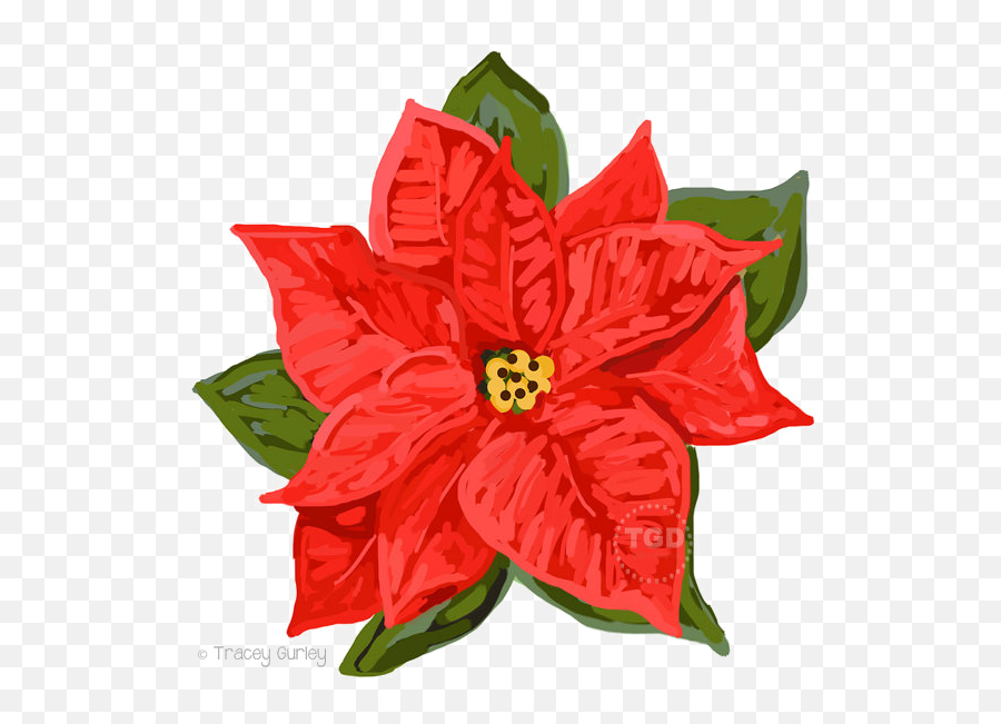Download Poinsettia Png Download Image - Poinsettia Clipart Emoji,Poinsettia Clipart
