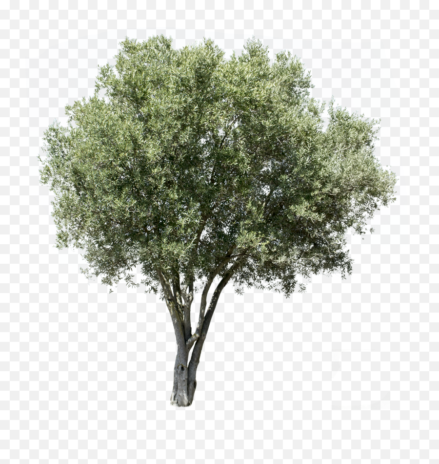 Olea Europaea V - Transparent Background Olive Tree Png Emoji,V Png