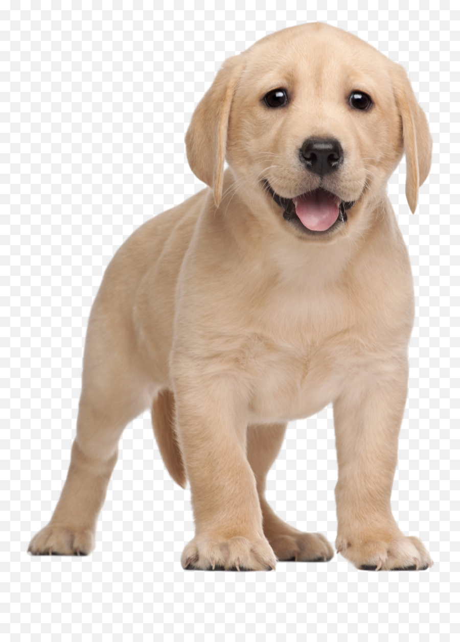 Labrador Retriever Png - Labrador Puppies Emoji,Animal Png