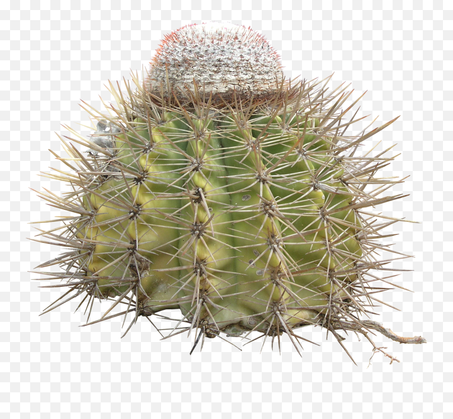 Download Hd Png Cactus Texture - Cactus Transparent Png Cactus Thorns Png Emoji,Cactus Transparent Background