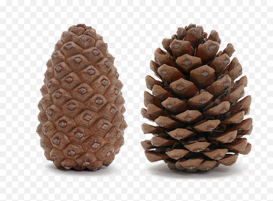 Pine Cone Transparent Image Png Arts - Difference Between Male And Female Pinus Cone Emoji,Pinecone Clipart