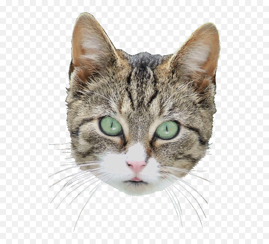 Quirky Artist Loft - Cat Head Transparent Background Full Emoji,Cat Face Transparent