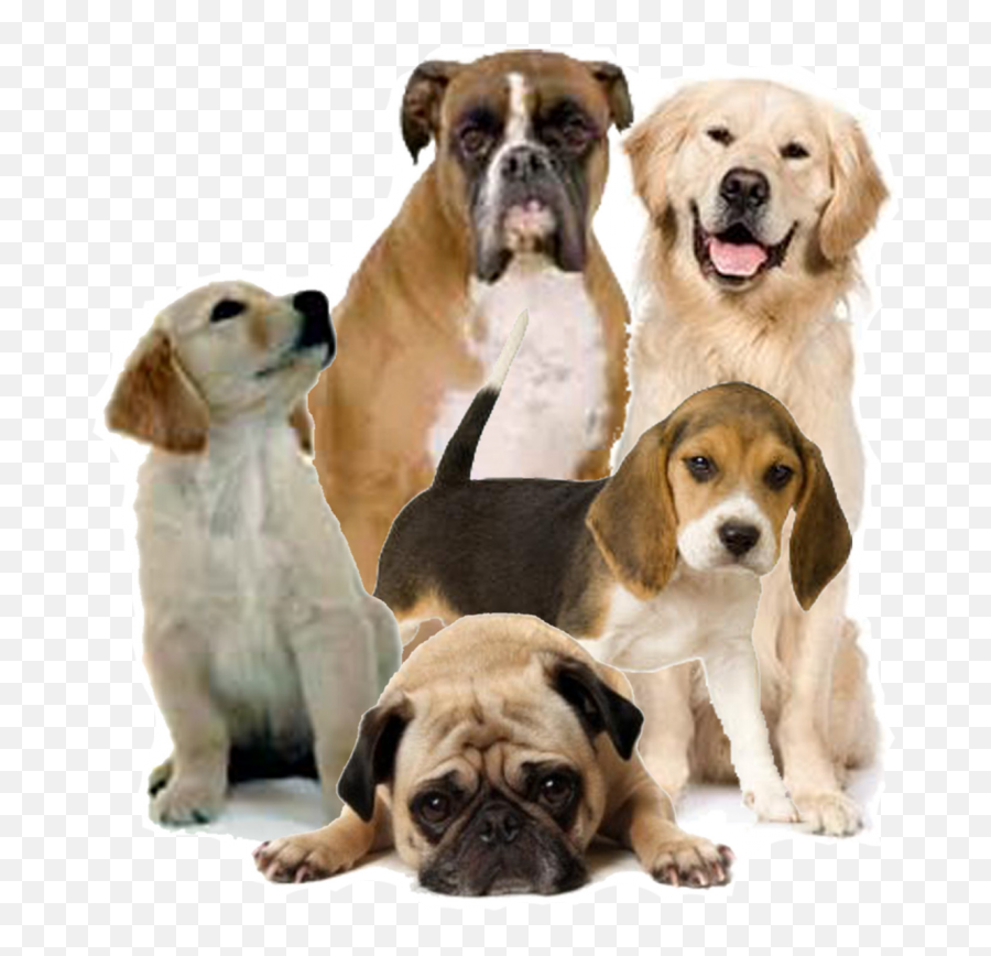 Perros Y Gatos Png - Dog Png Full Size Png Download Seekpng Emoji,Target Dog Png