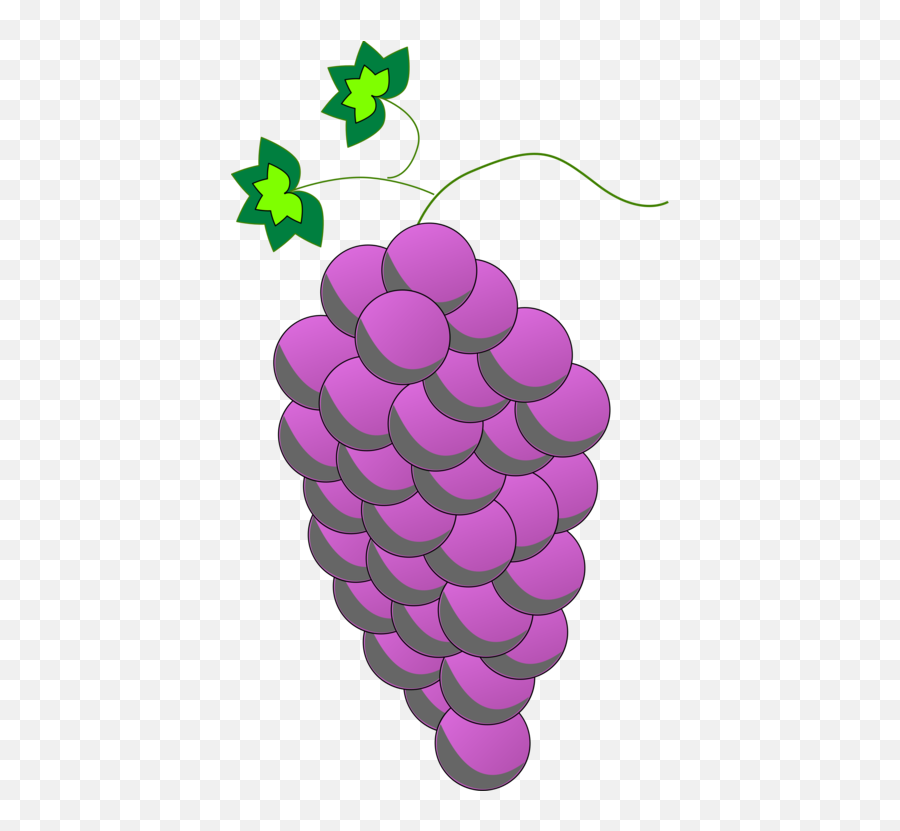Plantgrapegrapevine Family Png Clipart - Royalty Free Svg Emoji,Wine Grapes Clipart