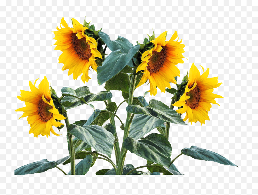 Sunflowers Png - Sunflowers Png Flower Garden Sunflower Bunga Matahari Png Emoji,Sunflower Png