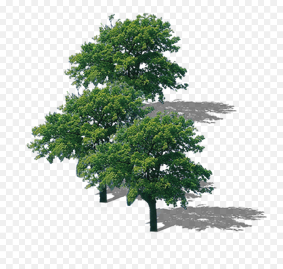 Lush Top Tree Branch Png Download - Tree Emoji,Tree Branch Png