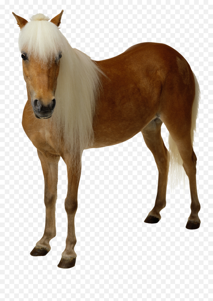 Clipart Brown Horse Png Image Free - Transparent Horse Png Emoji,Transparent Background