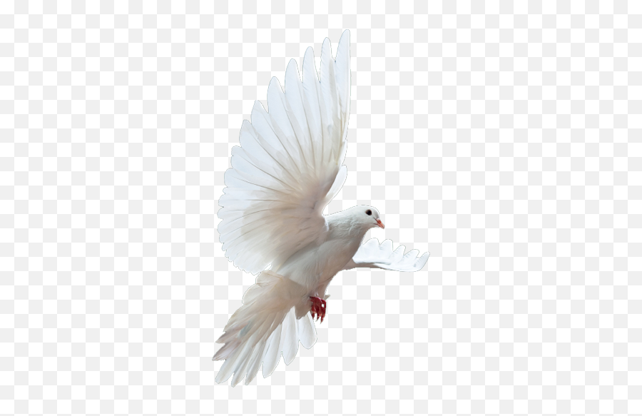 Dove Png Transparent Background Free Download 41738 - Transparent Background Dove Png Emoji,White Dove Png