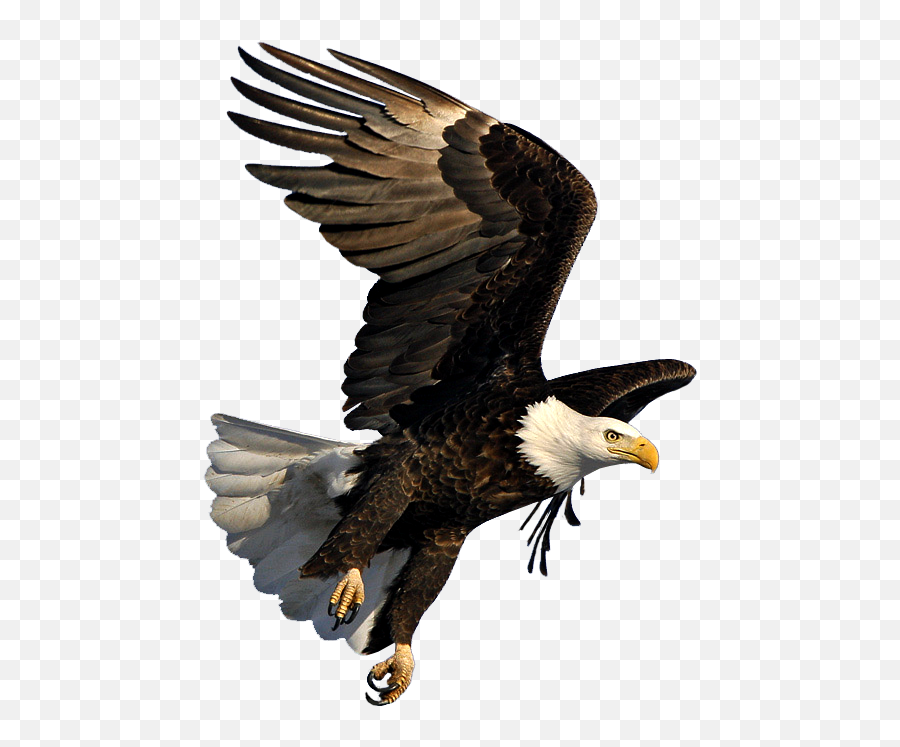 Bald Eagle Png - Transparent Flying Eagle Gif Emoji,Eagle Png