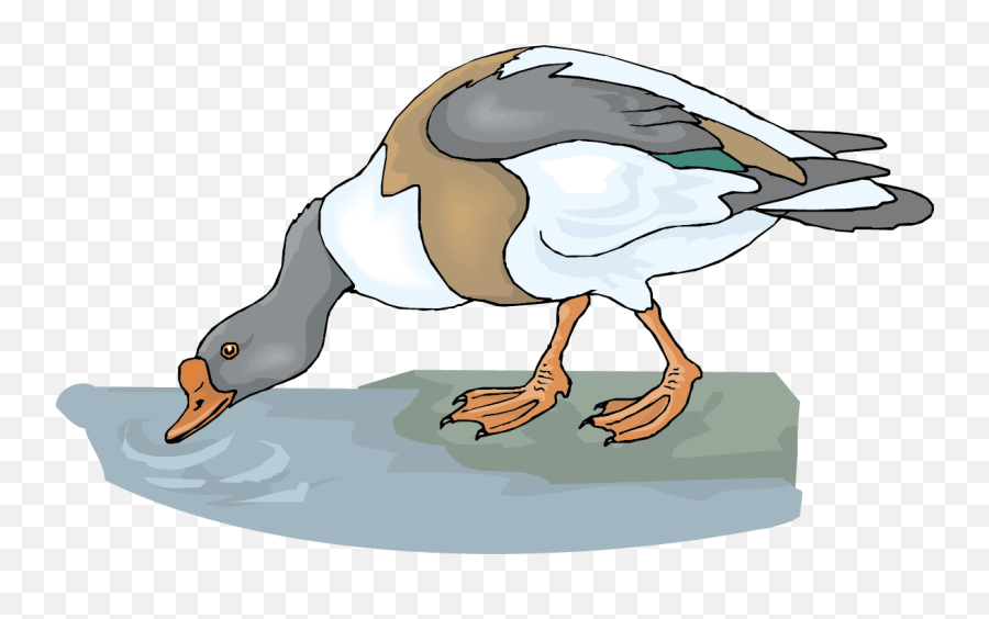 Goose Clipart Vector - Water For Animals Clipart Emoji,Drinking Clipart