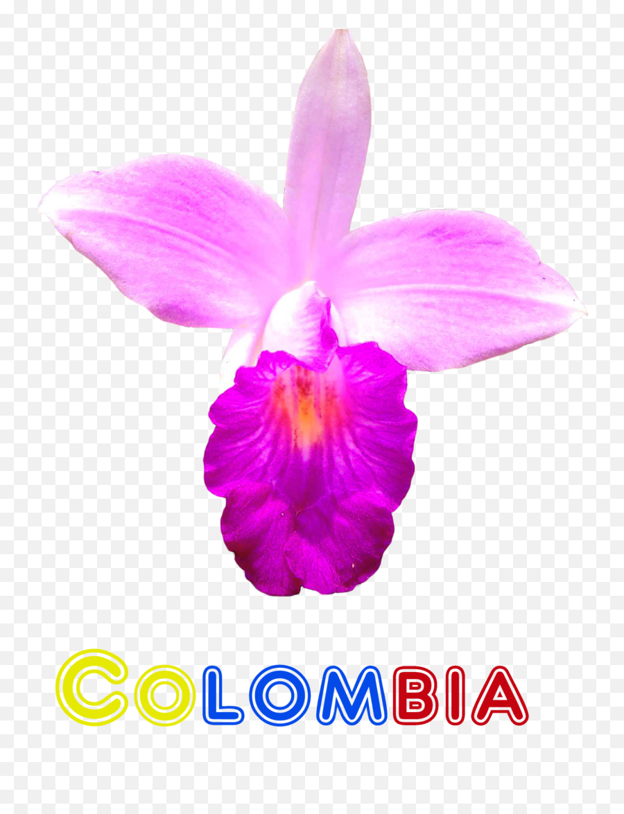 Pink Colombia Flower Clipart - Language Emoji,Flower Clipart