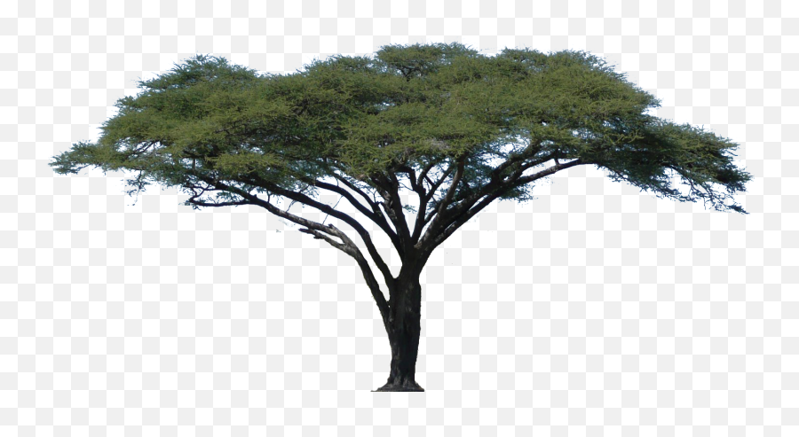 Africa Tree Png Transparent Png Png - Transparent African Tree Png Emoji,Africa Png