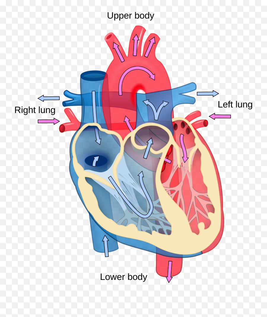 Human Heart Png Download Free Clip Art - Make A Model Of 3d Human Heart Emoji,Human Heart Clipart