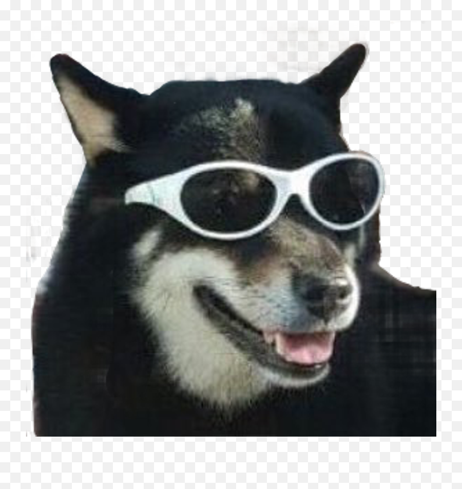 Download - Funny Dog Png Transparent Emoji,Meme Sunglasses Png