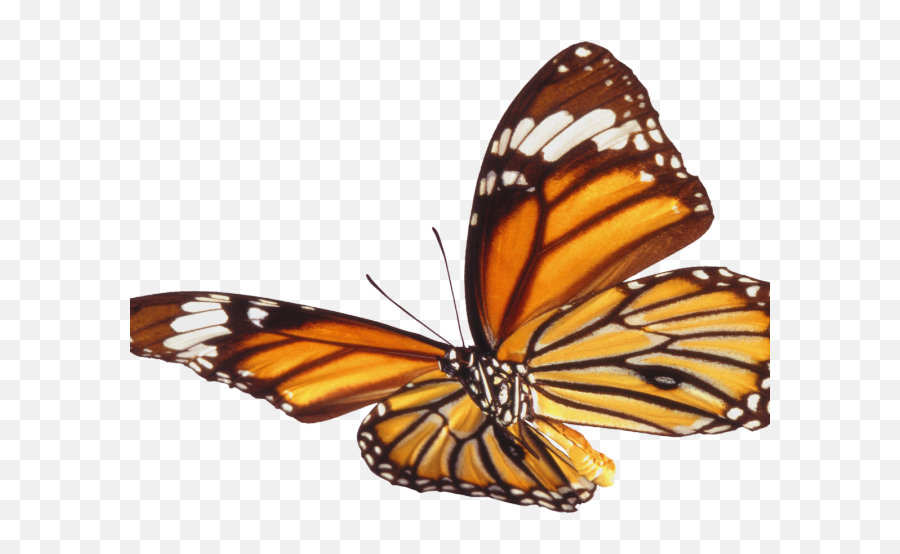 Monarch Butterfly Clipart Png Full Hd - Dead Butterfly Png Emoji,Monarch Butterfly Clipart