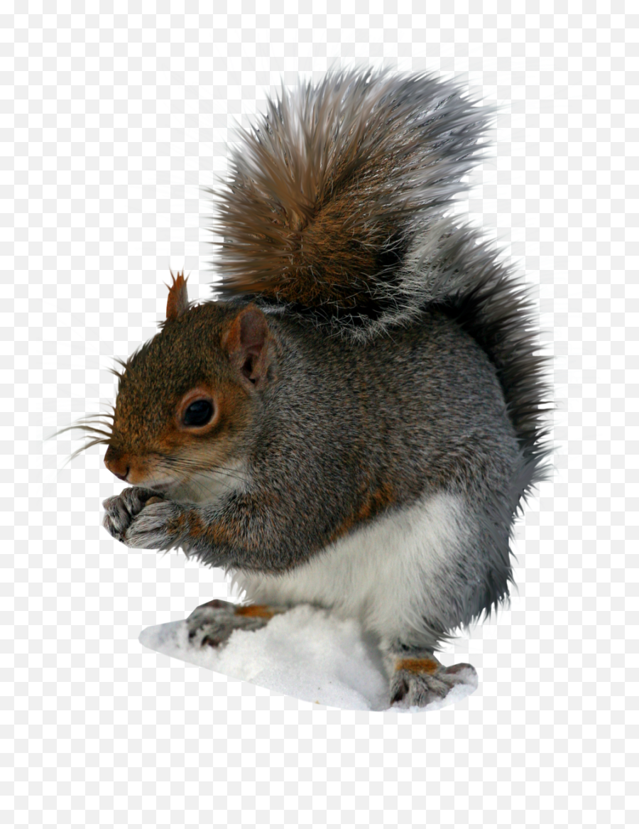 Clipart Royalty Free Download Grey Squirrel Clipart - Clip Art Grey Squirrel Emoji,Squirrel Clipart