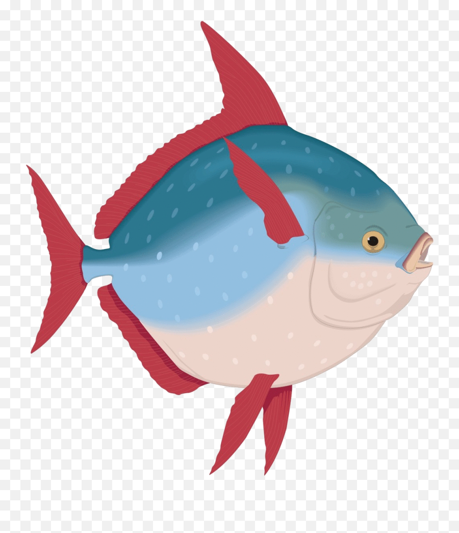 Shark Finning - By Yuen Ling Cheung Infographic Cod Fish Malayalam Name Emoji,Shark Fin Clipart