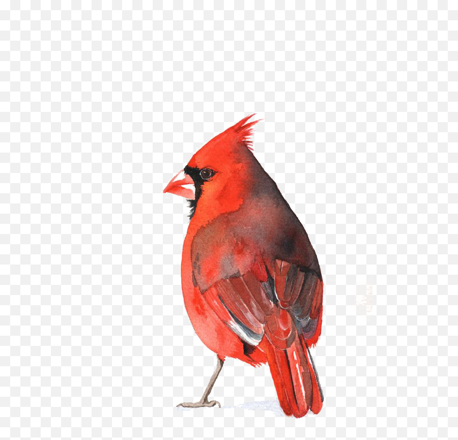 Download Cardinal Bird Png - Watercolour Cardinal Png Image Emoji,Red Bird Png