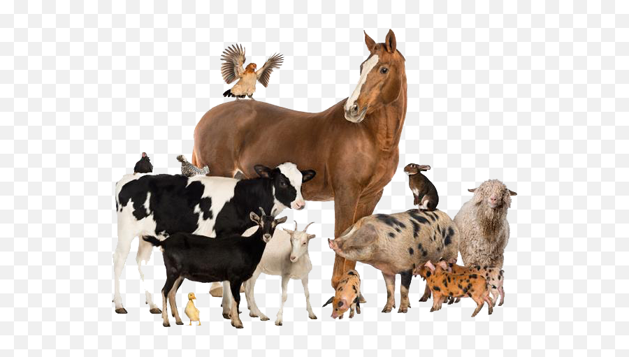 Png Domestic Animals - Animal Welfare Emoji,Animal Png