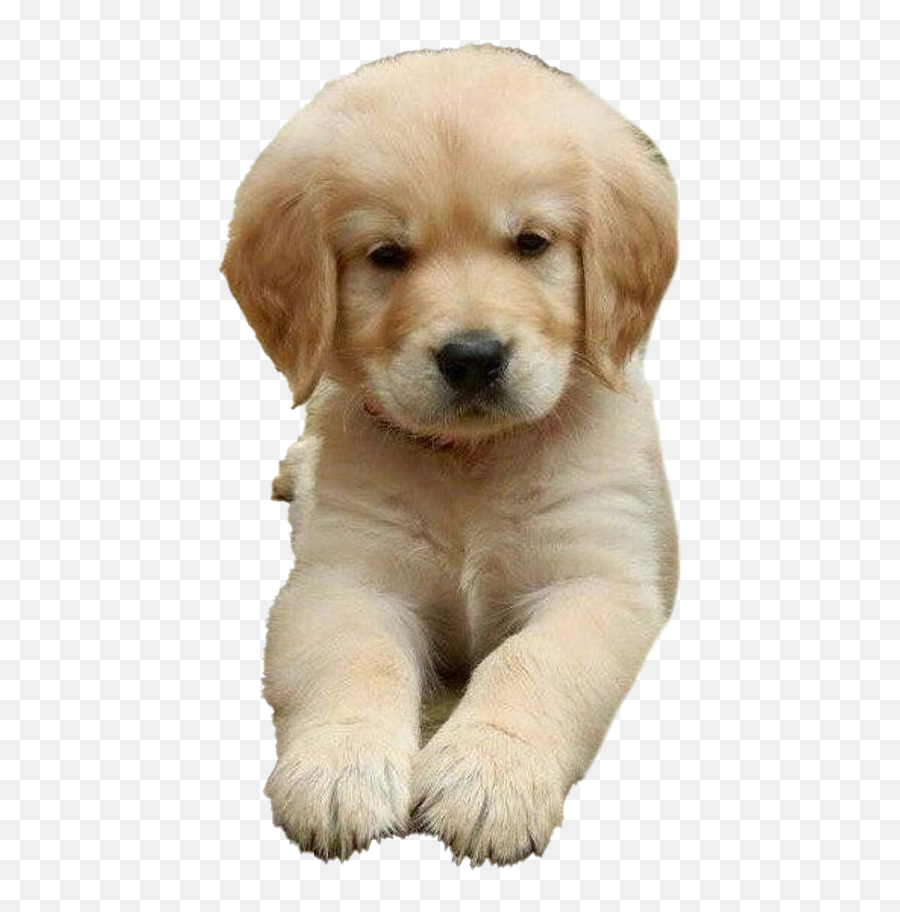 Golden Retriever Puppy Png Images - Puppy Golden Retriever Puppy Dog Transparent Emoji,Puppy Png