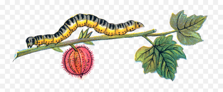 Abraxas Grossulariata Caterpillar - Caterpillar On Leaf Png Emoji,Caterpillar Png