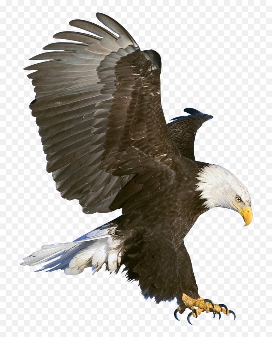 Eagle Png Image Free Download - Eagle Bird Png Hd Emoji,Eagle Png