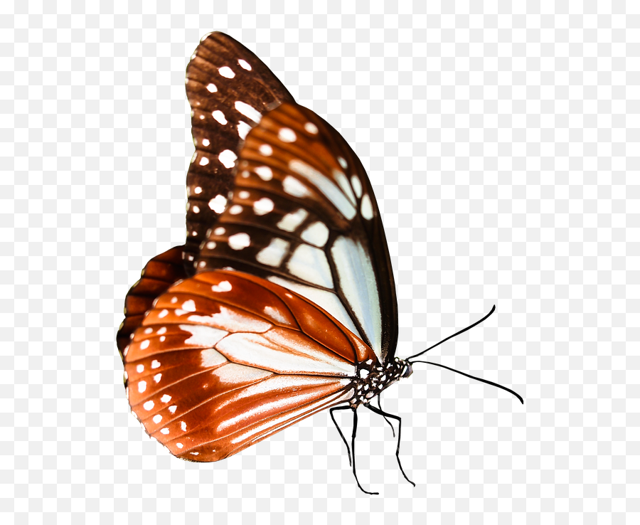 Monarch Butterfly Clipart Queen - Schmetterling Freigestellt Kostenlos Emoji,Monarch Butterfly Clipart