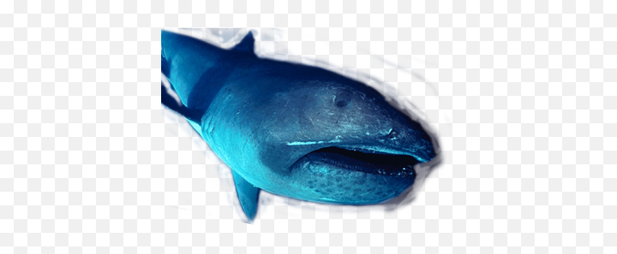Giants Of The Deep Mega - Mouth Shark Ground Sharks Emoji,Shark Transparent