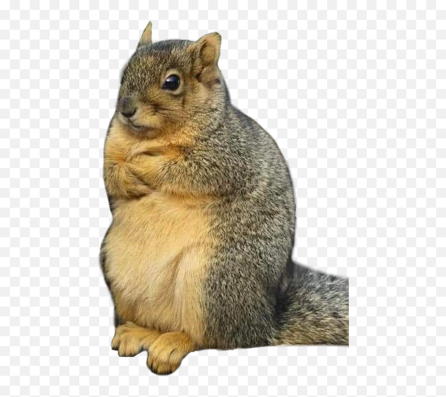 A Large And Judgmental Squirrel With - Imagen De Ardilla Enojada Emoji,Squirrel Transparent