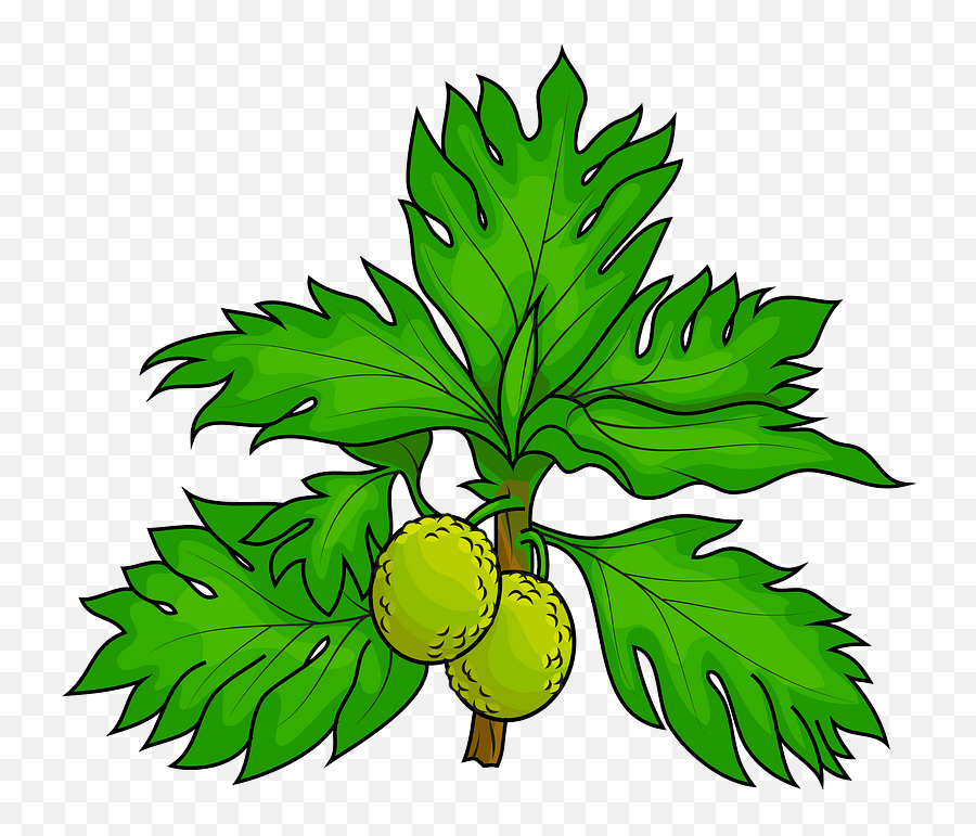 Two Breadfruits On The Tree Clipart - Png Download Full Breadfruit Tree Png Emoji,Tree Clipart