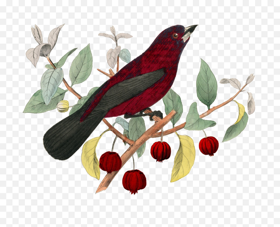 Fairy Bird Png Pic Png Svg Clip Art For Web - Download Clip Emoji,Red Bird Png