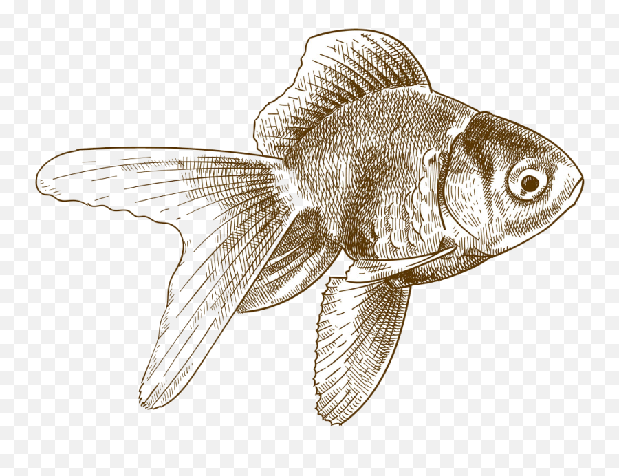 Engraving Goldfish Clipart 1 - Dead Gold Fish Drawings Emoji,Goldfish Clipart