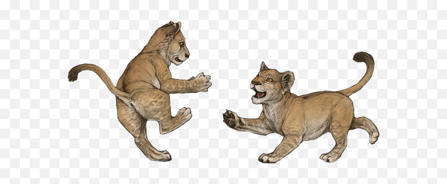 Lion Cub Png Transparent Images Png All - Lioden Cub Decor Emoji,Cubs Clipart