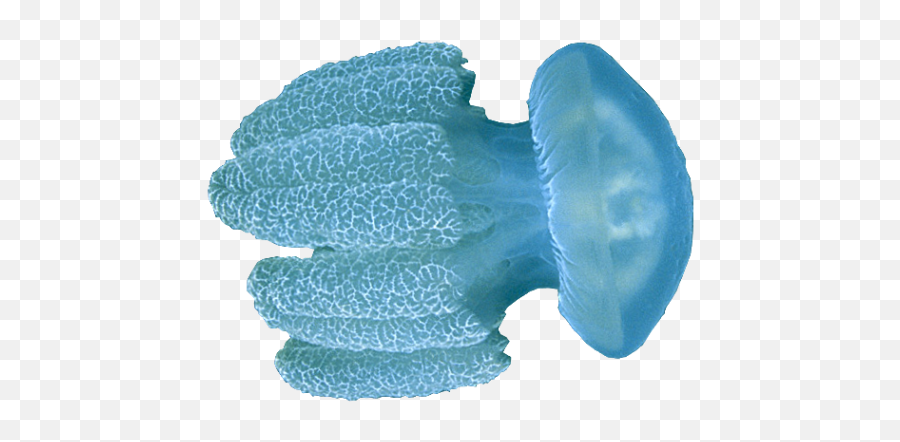 Jellyfish Transparent Png - Soft Emoji,Jellyfish Transparent Background
