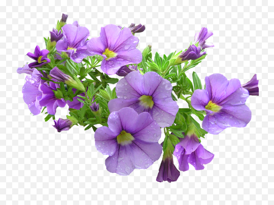 Purple Flowers Download Transparent Png - Transparent Purple Floral Png Emoji,Purple Flower Transparent
