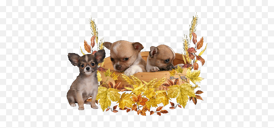 Chihuahua Gif Transparent - Happy Thanksgiving Motorcycle Emoji,Chiuaua Clipart
