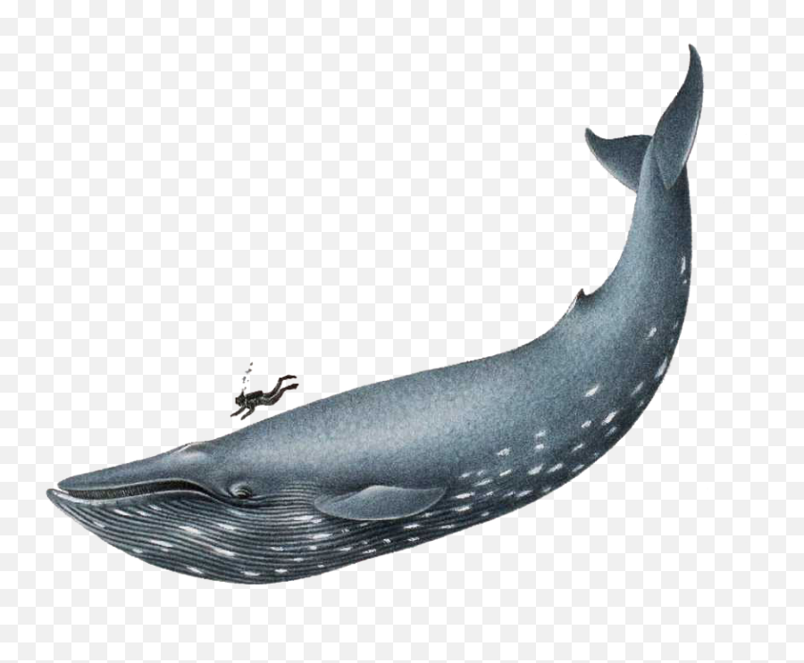 Clipart Panda - Free Clipart Images Blue Whale Png Emoji,Drone Clipart