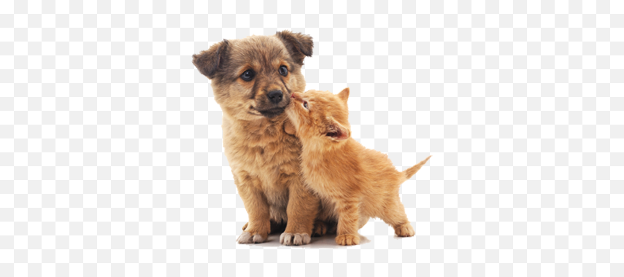 Puppy Kitten Wellness - Transparent Puppies And Kittens Png Emoji,Kitten Png