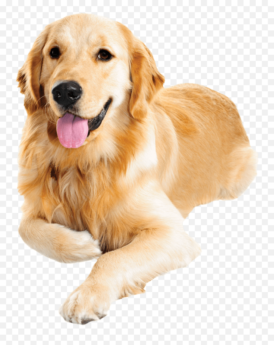 Golden Retriever Png Image File - Golden Retriever Dogs Png Emoji,Golden Retriever Clipart