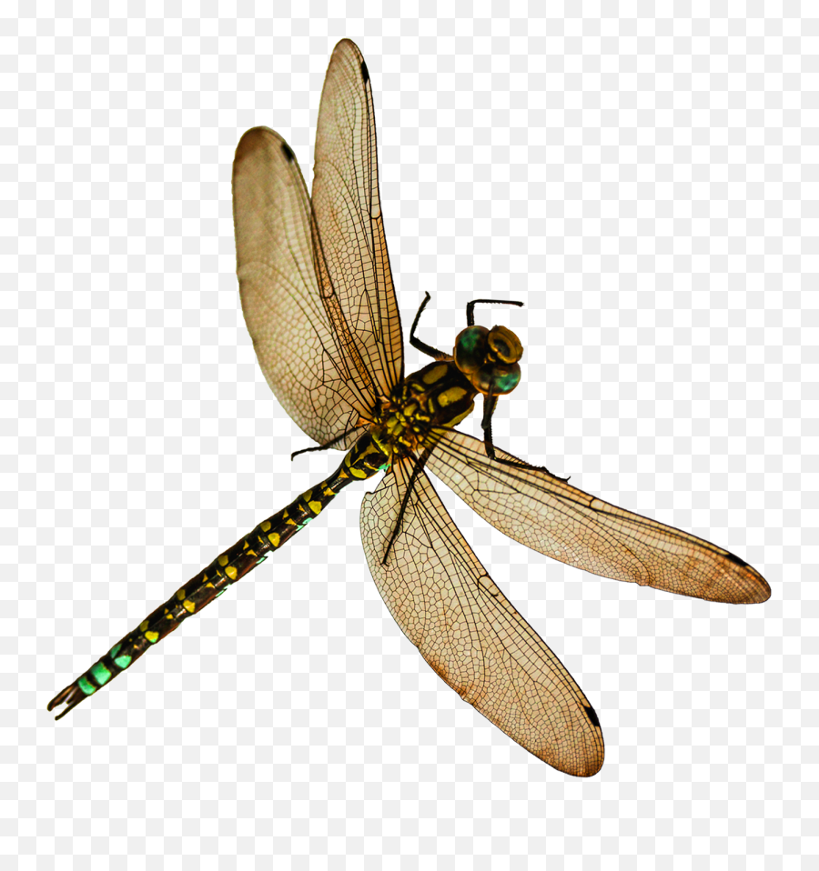 Dragonfly Tattoos Free Png Transparent - Dragonfly Transparent Png Emoji,Dragonfly Clipart